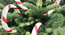 Christmas Survival Boxes