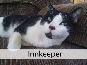 Social Media Christmas: The Disinterested Innkeeper Cat